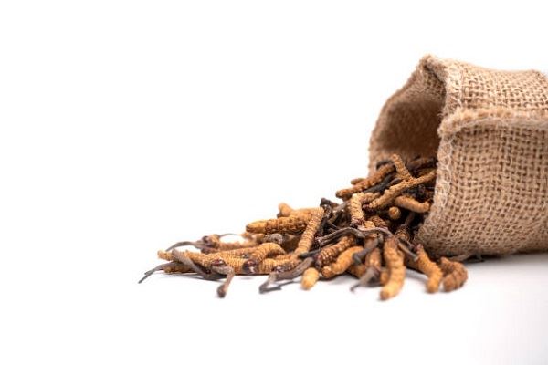 Cordyceps Mushroom Extract Powder