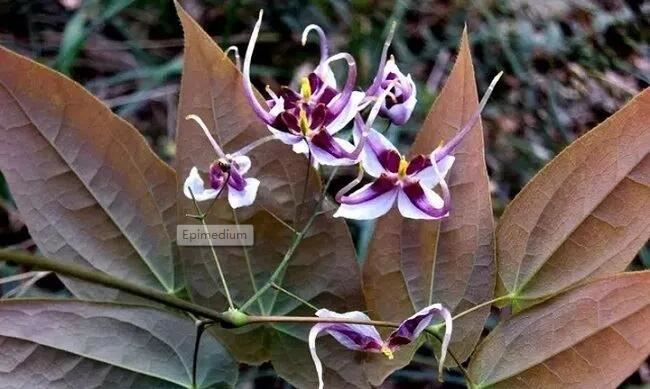 Mire használható az Epimedium?